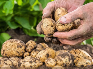 “Гала”, “Импала” сортын 3-5 мянган тонн үрийн төмсийг тариаланчдад зээлээр олгоно